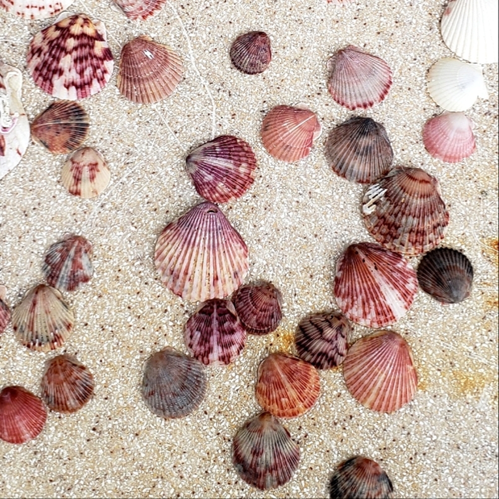 Calico Scallop Seashells (25 Shells)